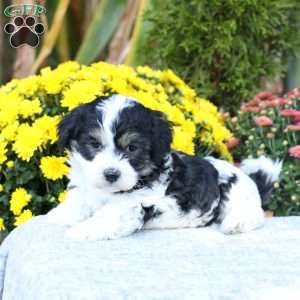 Asher, Havachon Puppy